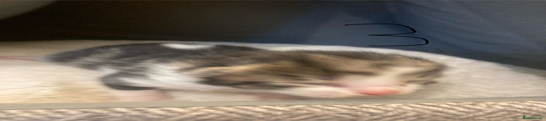 Mixed Breed Kitten 3