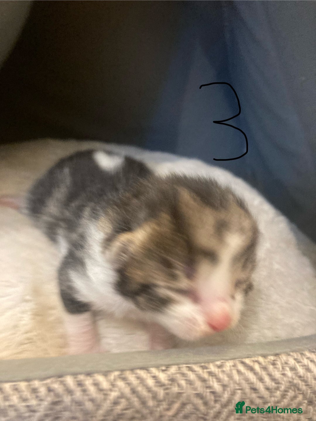 Mixed Breed cats for sale: 6 kittens looking for their forever homes  - Image 5