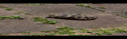 Tortoise reptiles for sale: Gorgeous marginated tortoise  - Advert 2