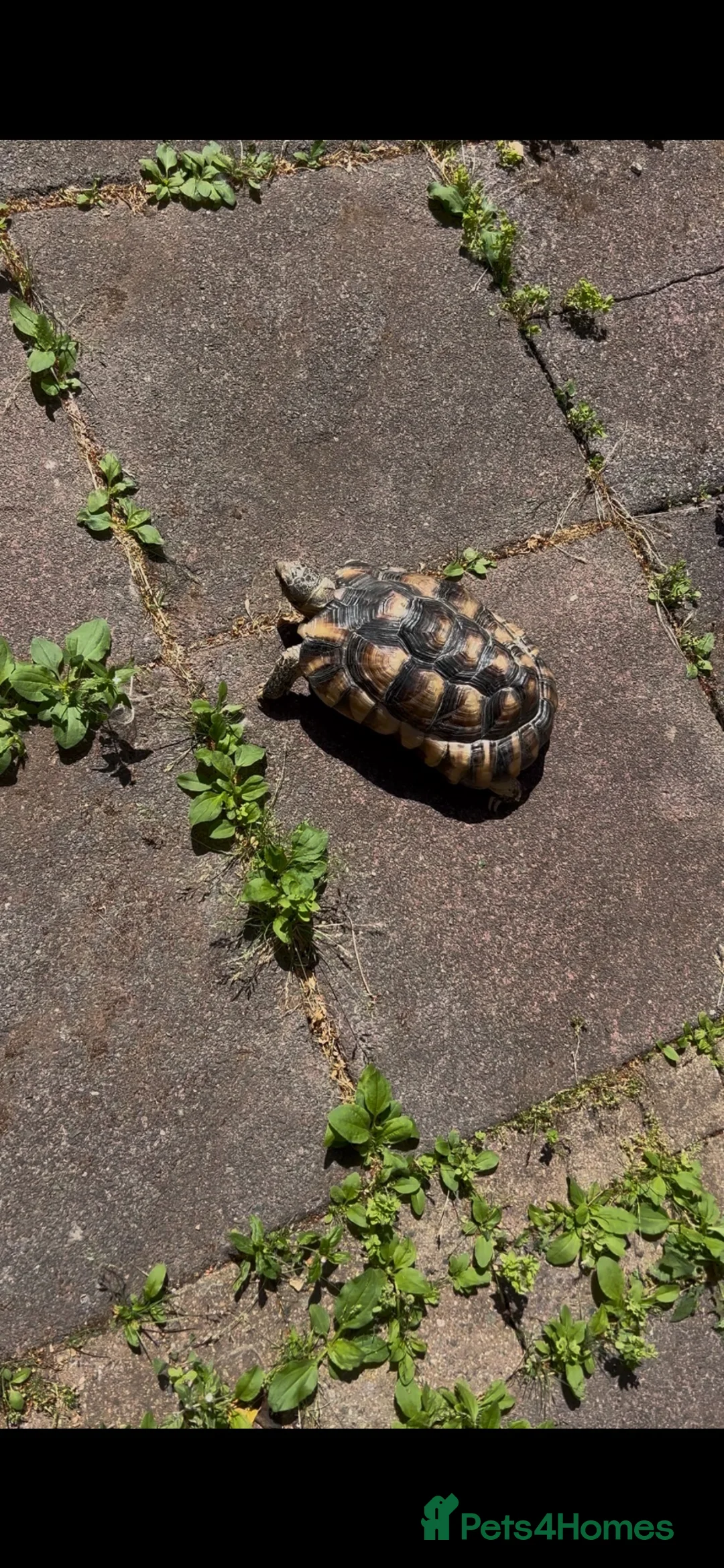 Tortoise reptiles for sale: Gorgeous marginated tortoise  - Advert 2