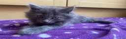 British Longhair cats for sale: Beautiful British Long-Haired Boy Ready Now! - Advert 10