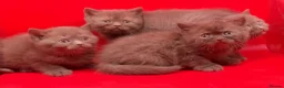 British Shorthair cats for sale: Pedigree Chocklate cinnamon British short hair  - Advert 4