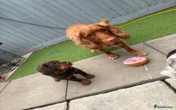 Cocker Spaniel dogs for stud: 🐾 Proven Stud - Healthy Working Cocker Spaniel 🐾 - Image 18