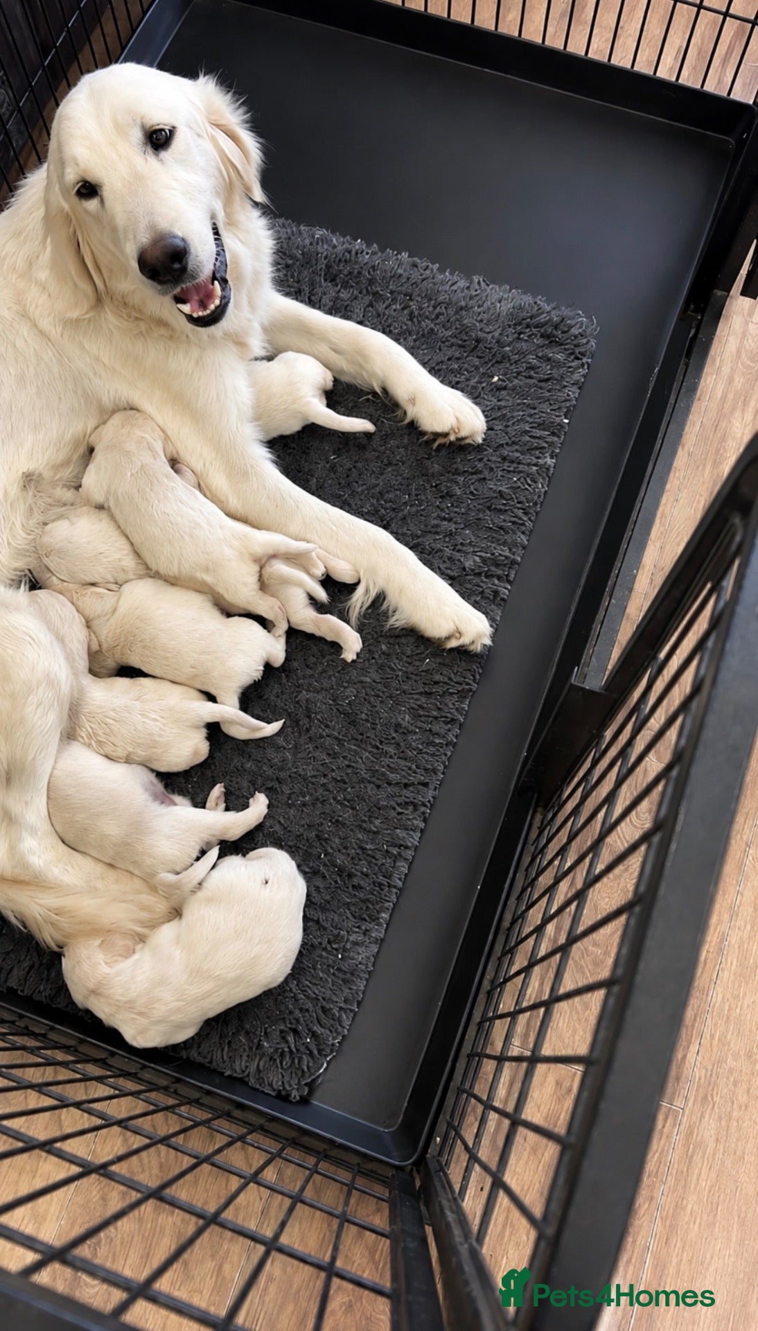Golden Retriever dogs Golden retriever puppies  - Advert 1