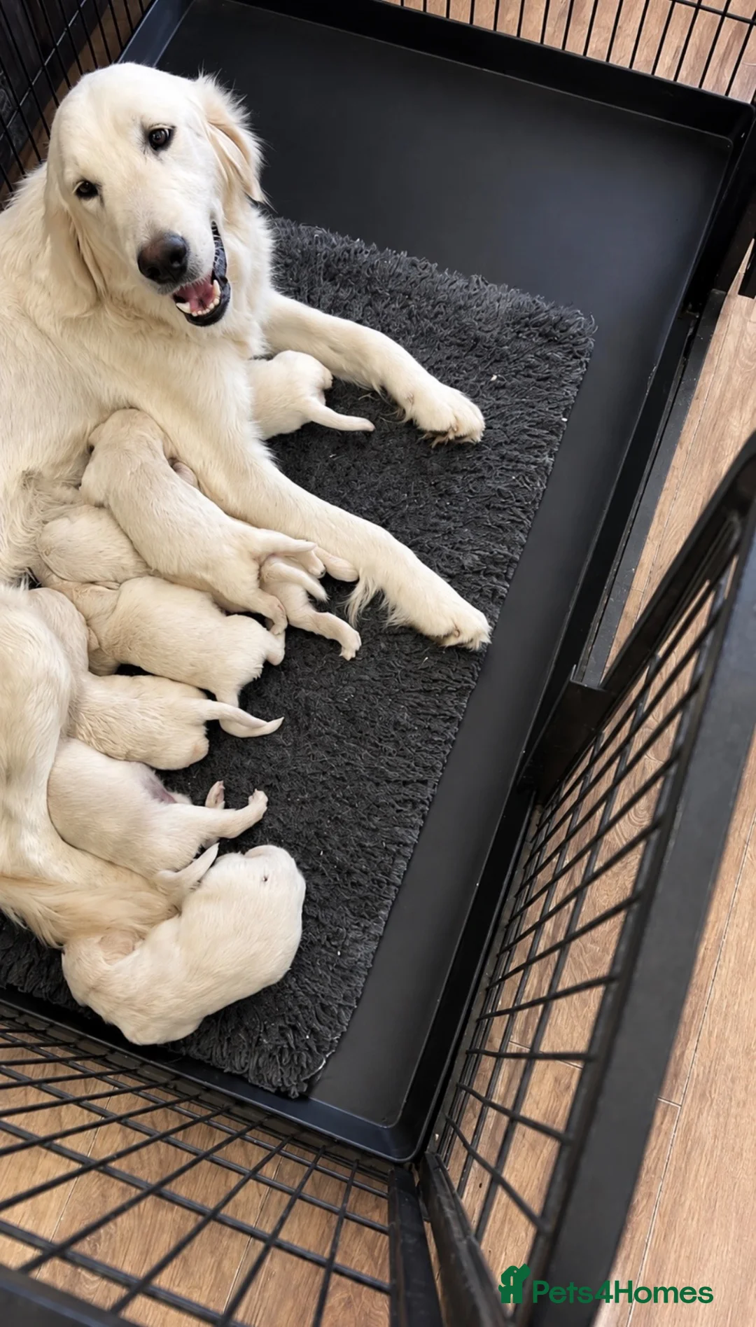 Golden Retriever dogs for sale: Golden retriever puppies  - Advert 1