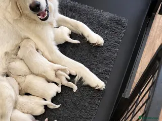 Golden Retriever dogs Golden retriever puppies - Advert 6