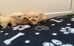 West Highland Terrier dogs for sale: DNA health tested Westie-poos  - Image 20
