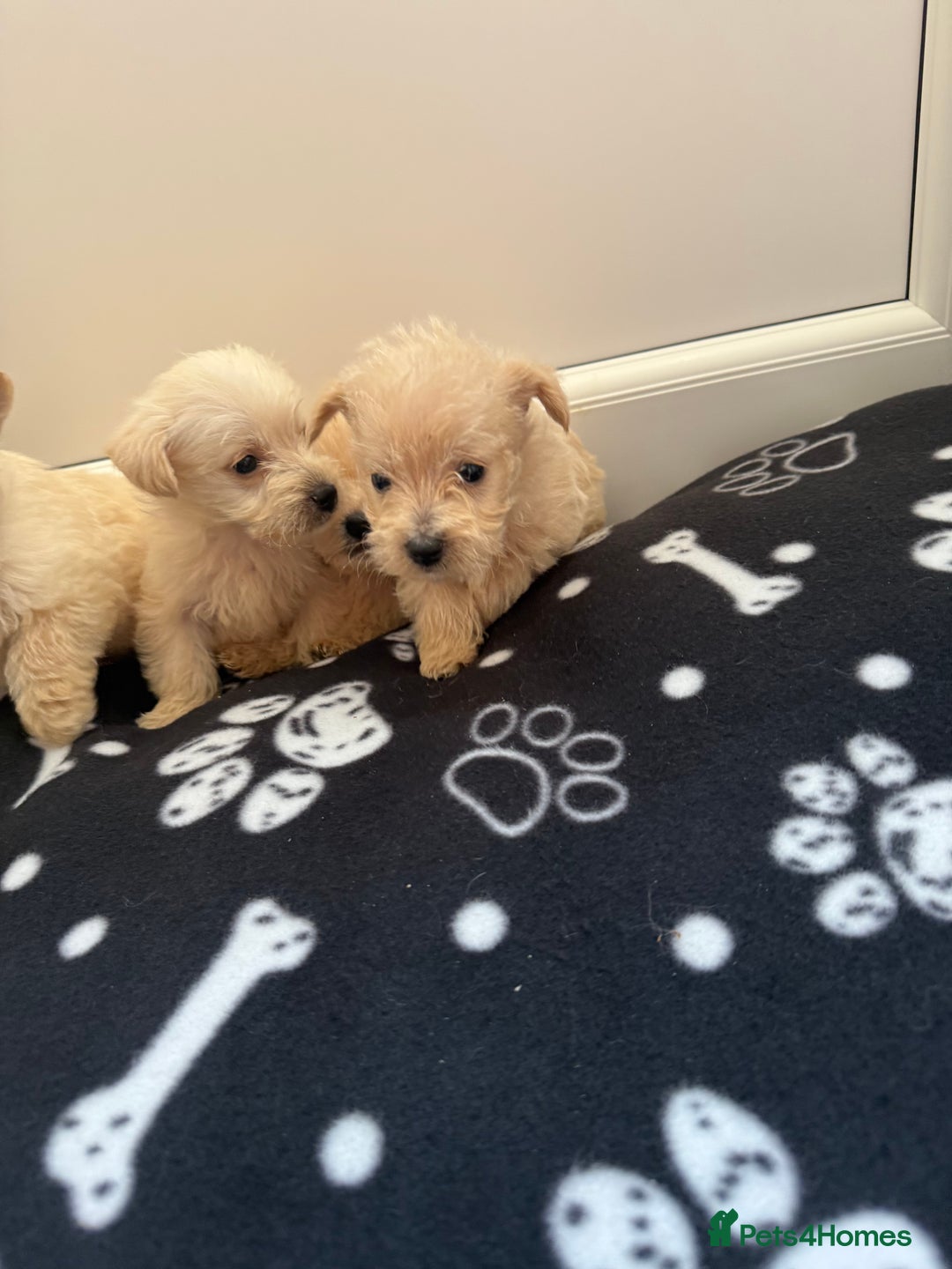 West Highland Terrier dogs for sale: DNA health tested Westie-poos  - Image 20