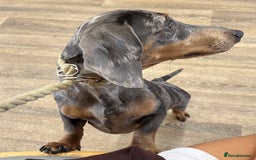 Miniature Dachshund dogs for sale: BLUE DAPPLE AND TAN BABY SAUSAGE AND HER MOTHER 💕 - Image 14