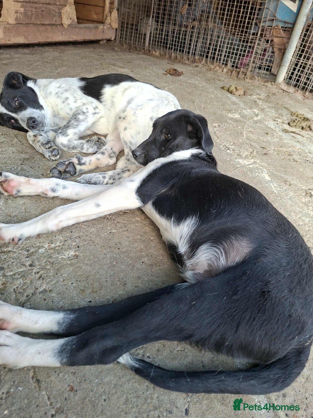 Mixed Breed dogs for adoption: Spook - Fakenham Norfolk  - Image 5
