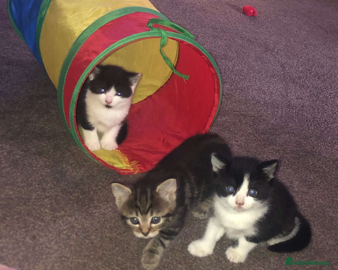 Mixed Breed cats for sale: Loving Kittens Looking For Forever Home - Image 8