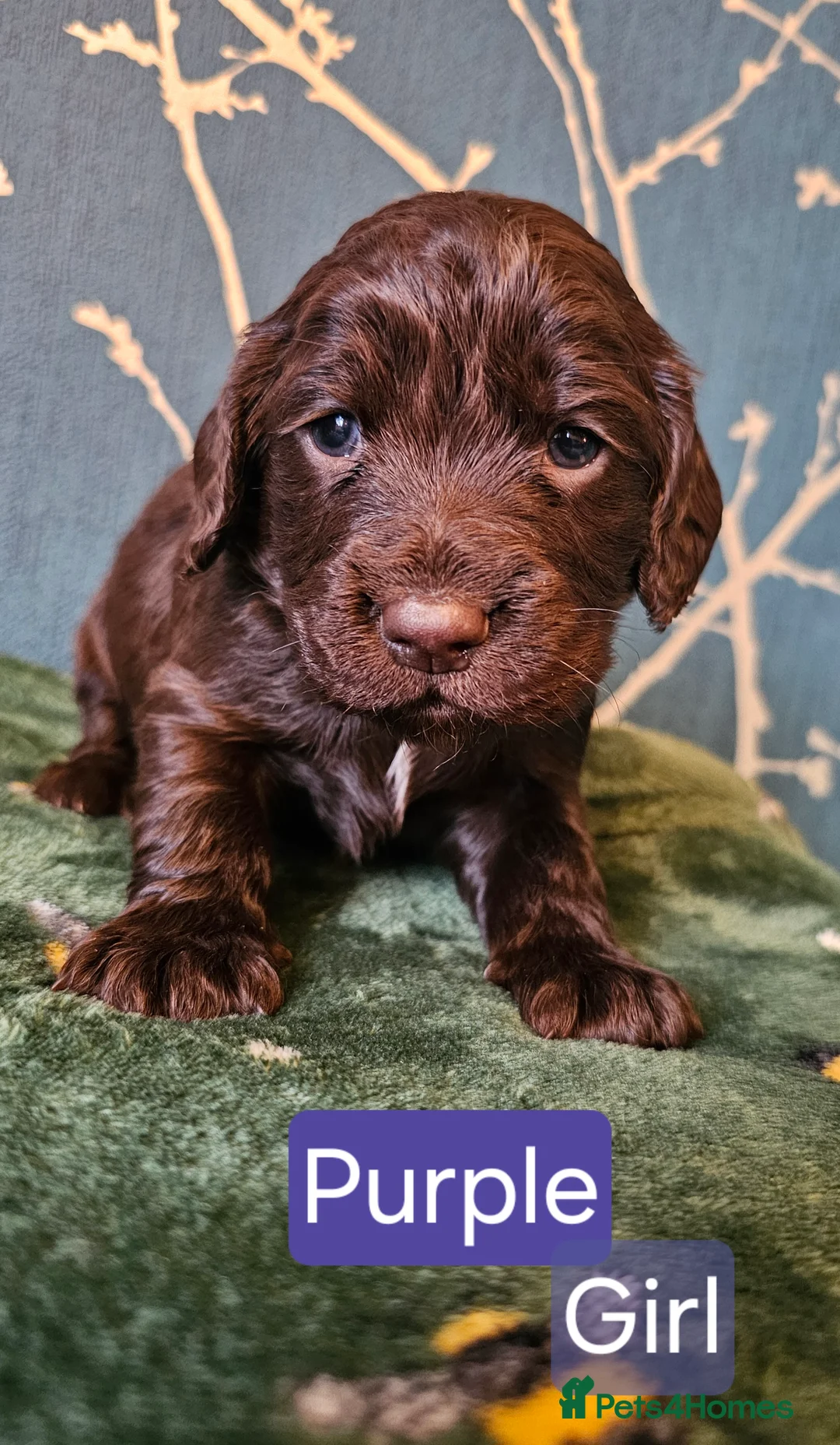 Cocker Spaniel dogs for sale: Working cocker spaniel puppies - Advert 3