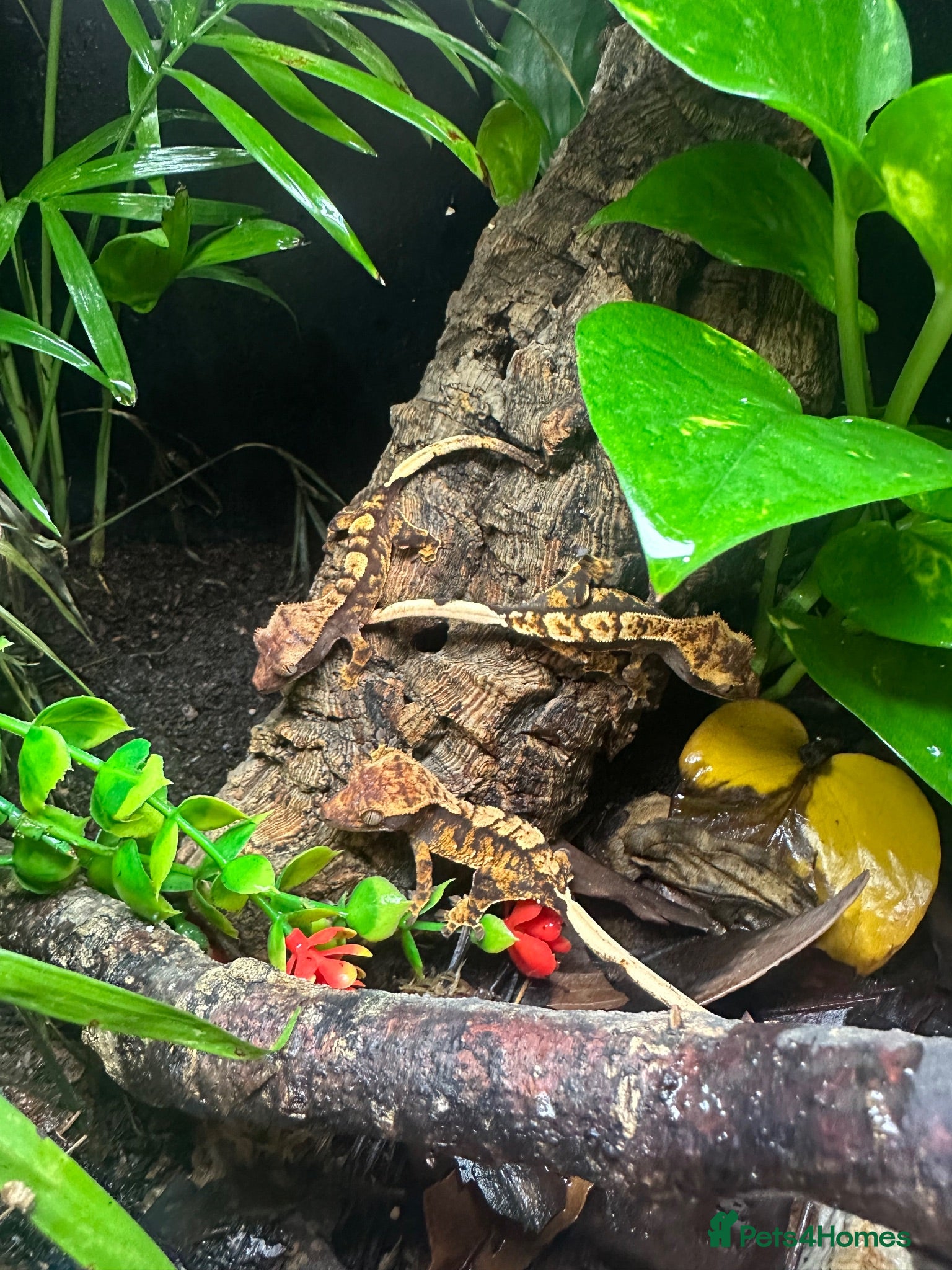 Gecko reptiles Gargoyle, Crested geckos and mourning geckos  - Advert 1