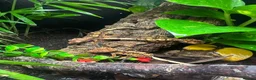 Gecko reptiles for sale: Gargoyle, Crested geckos and mourning geckos  - Advert 1