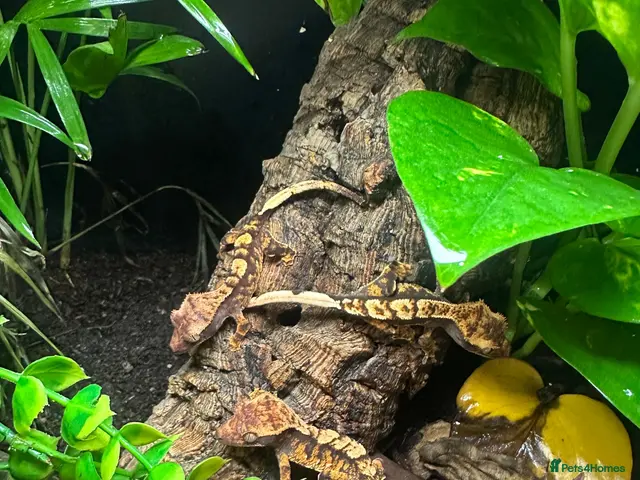 Gecko reptiles for sale: Gargoyle, Crested geckos,mourning geckos - Advert 2