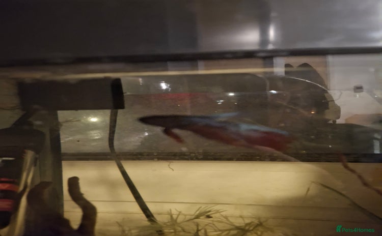 Bettas fish - Advert 3