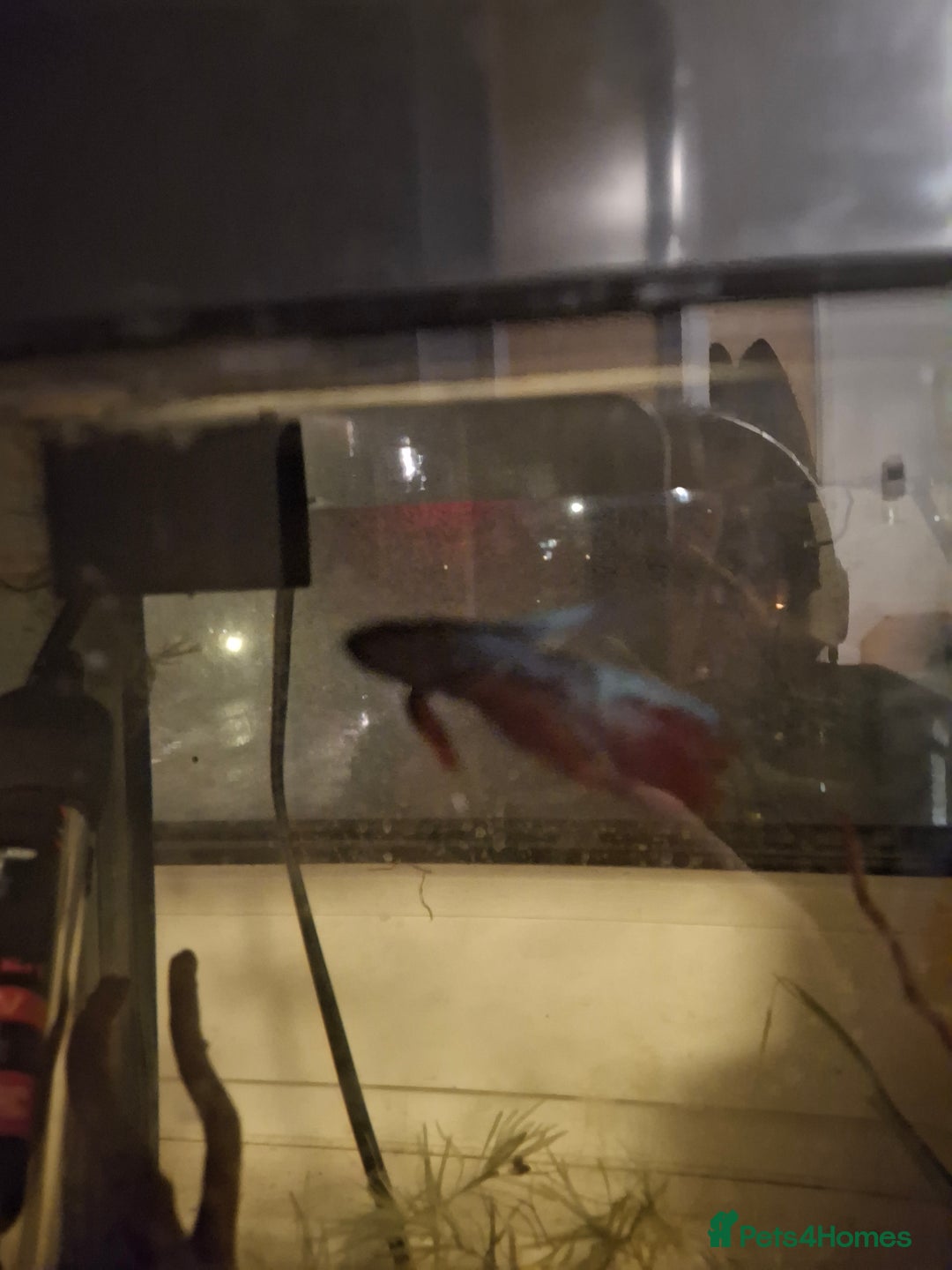 Bettas fish for sale: One male betta fish - Image 1