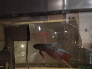 Bettas fish - Advert 5