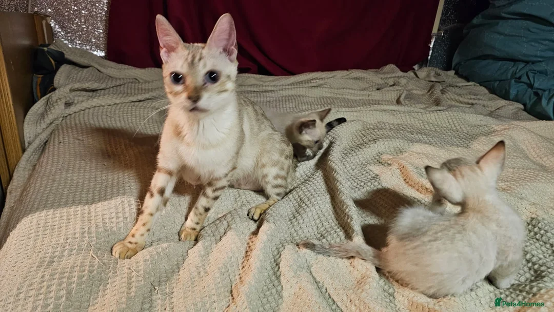 Bengal cats for sale: Guaranteed to be Cuddly *ready now*  - Advert 16