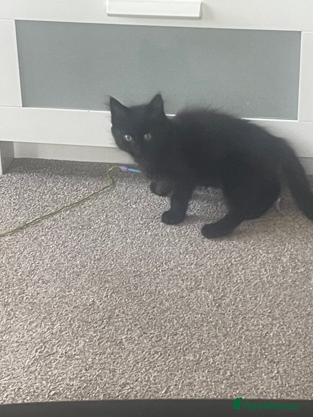 Domestic Shorthair cats for sale: FREE Kitten for adoption  - Image 3