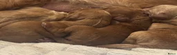 Cavapoo dogs for sale: Beautiful, health tested F1b Cavapoo Puppies - Advert 14