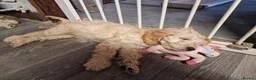 Cockapoo dogs for sale: 5 month old Cockapoo female puppies - Advert 4