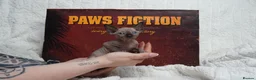Sphynx cats for sale: Blanket Loving Canadian Sphynx in Manchester - Advert 5