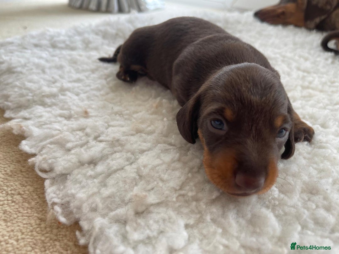 Miniature Dachshund dogs for sale: Miniature dachshund - Image 12