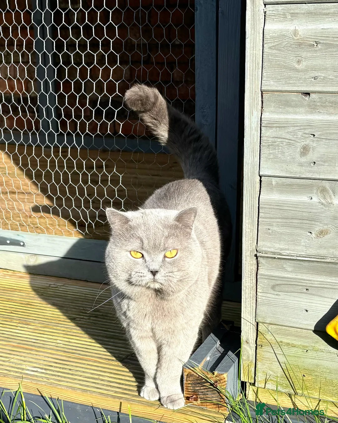 British Shorthair cats for stud: GCCF/ TICA British shorthair stud in Wakefield - Advert 9