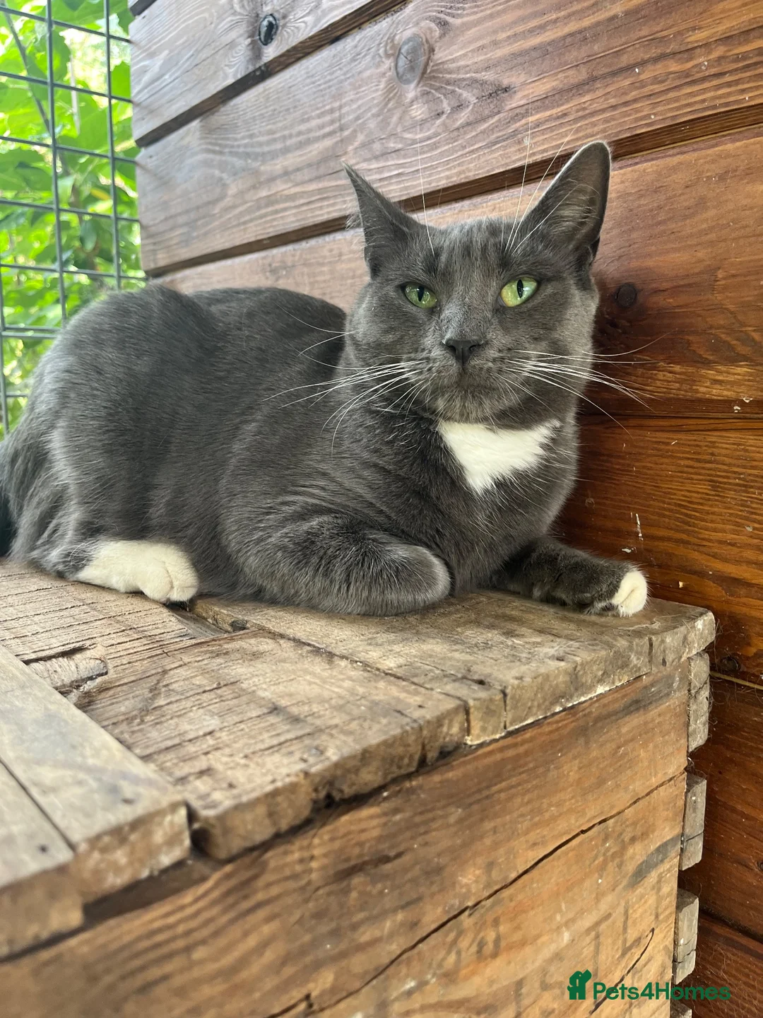 Domestic Shorthair cats for sale: URGENT REHOMING!  - Advert 4