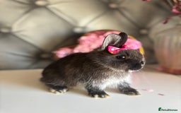 Netherland Dwarf rabbits for sale: rochelles_rabbits pure ND babies for sale - Image 6