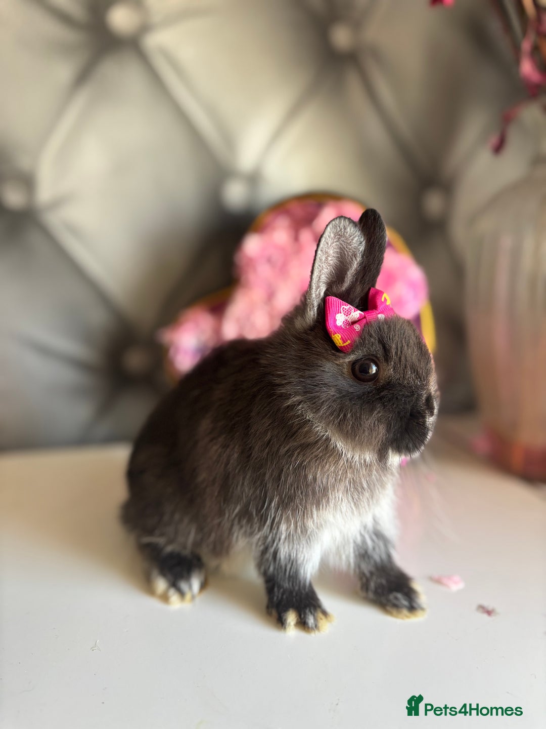 Netherland Dwarf rabbits for sale: rochelles_rabbits pure ND babies for sale - Image 6