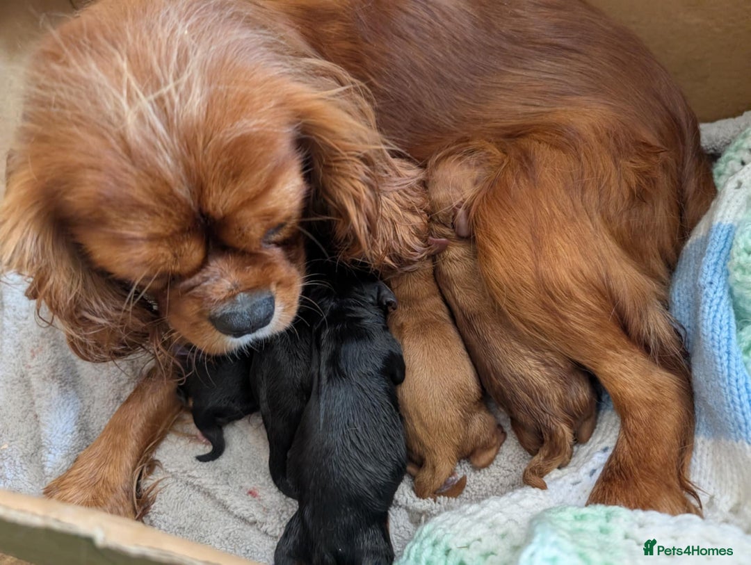 Cavapoo dogs for sale: Stunning Cavapoo puppies, Red. Apricot and Phantom - Image 10