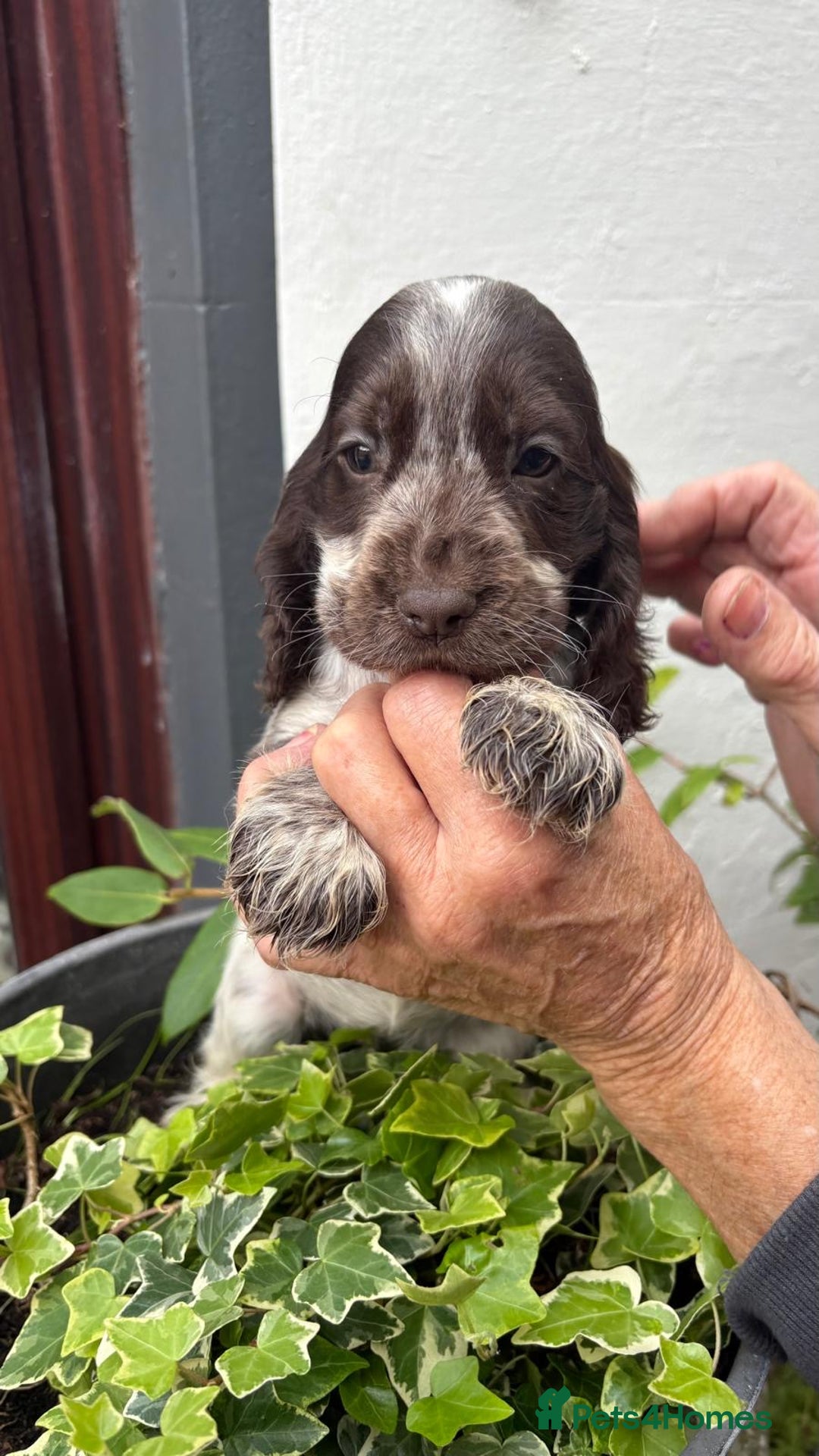 Cocker Spaniel dogs for sale: Show cocker spaniels  - Image 25