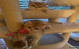 British Shorthair cats for sale: beautiful golden bsh kittens - Image 3