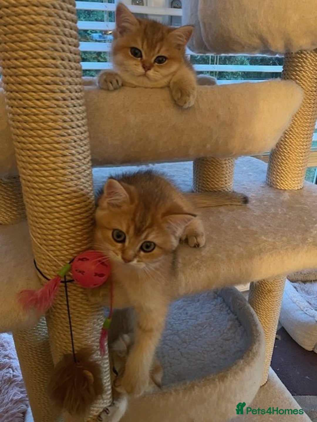 British Shorthair cats for sale: beautiful golden bsh kittens - Image 3