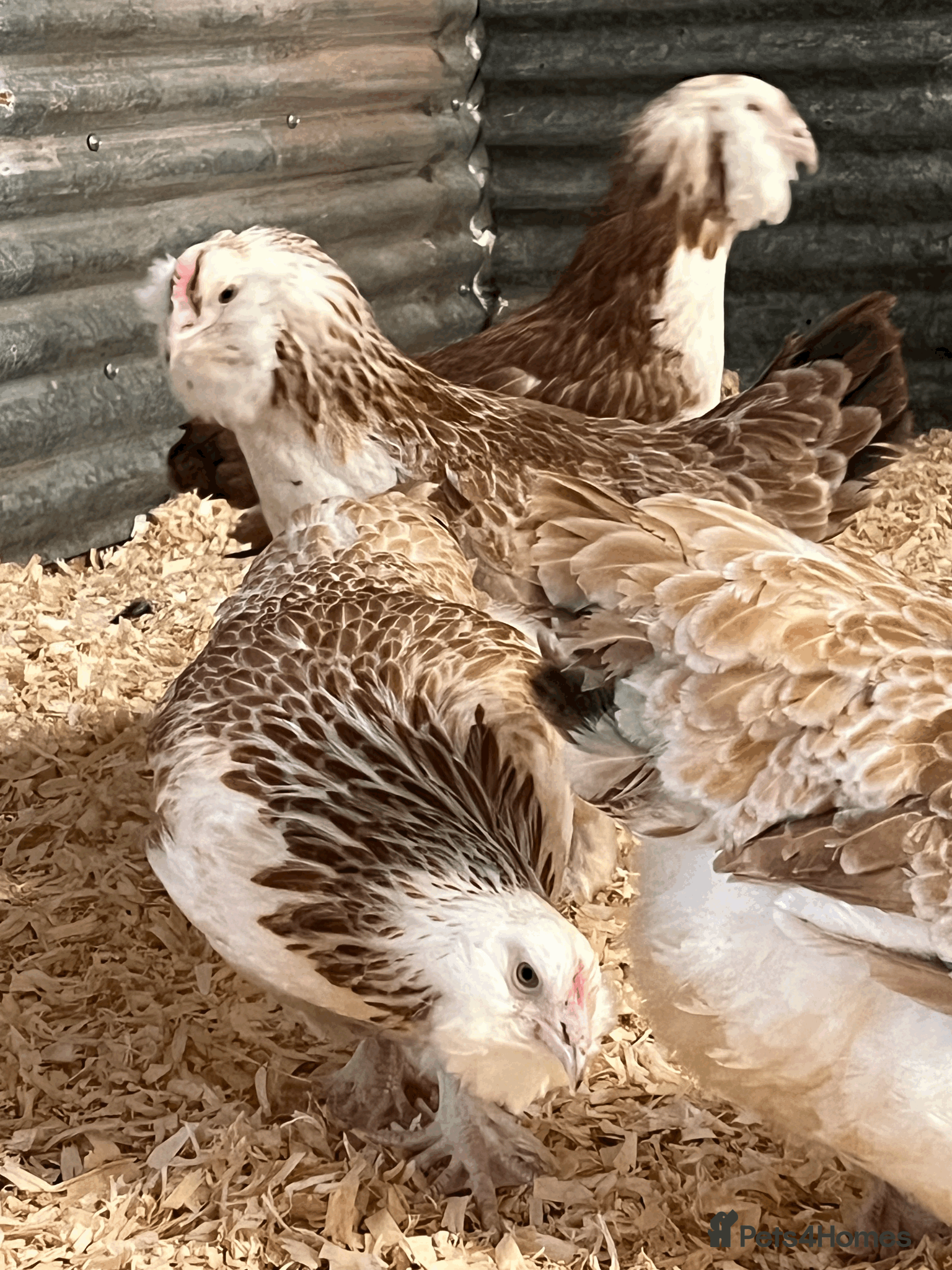 Chickens poultry Faverolles - Advert 1