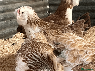 Chickens poultry Faverolles - Advert 4
