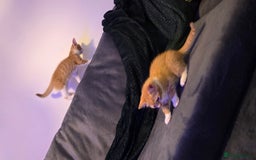Mixed Breed cats for sale: Beautiful Kittens  - Image 7