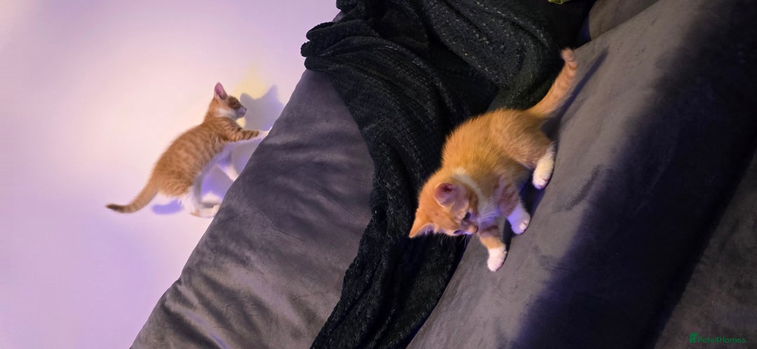 Mixed Breed cats for sale: Beautiful Kittens  - Image 7