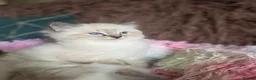 Ragdoll cats for sale: GCCF Registered Gorgeous Kittens  - Advert 17