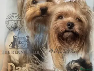 Yorkshire Terrier dogs 👉Yorkshire Terrier Pups–KC Lines, Health Checked - Advert 18