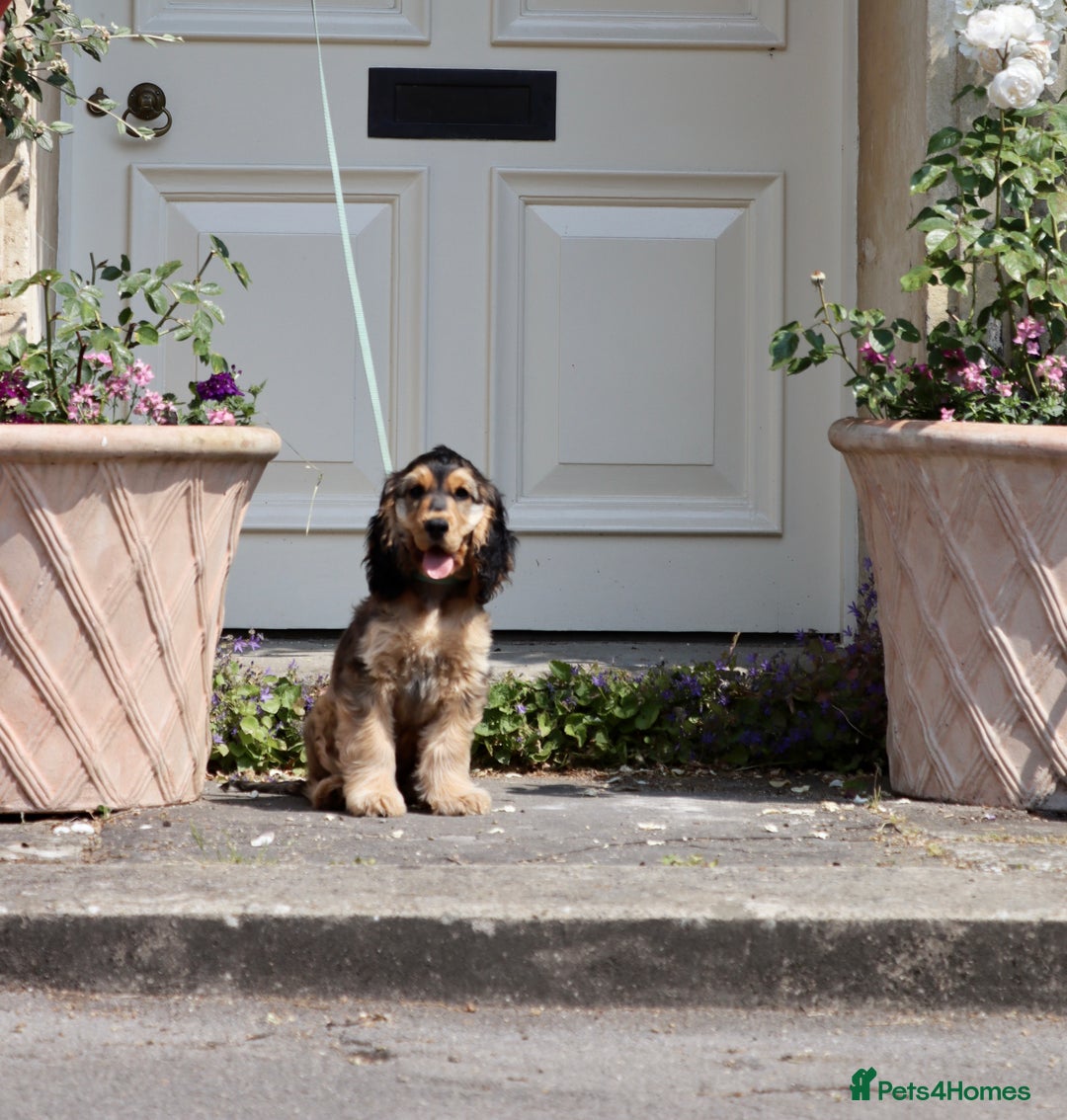 Cocker Spaniel dogs for stud: Beautiful Stud in Gloucester - Advert 7