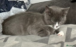 British Shorthair cats for sale: REDUCED Beautiful bi colour BSH 1 girl ready now  - Image 4