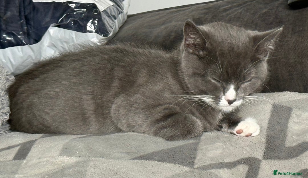 British Shorthair cats for sale: REDUCED Beautiful bi colour BSH 1 girl ready now  - Image 4