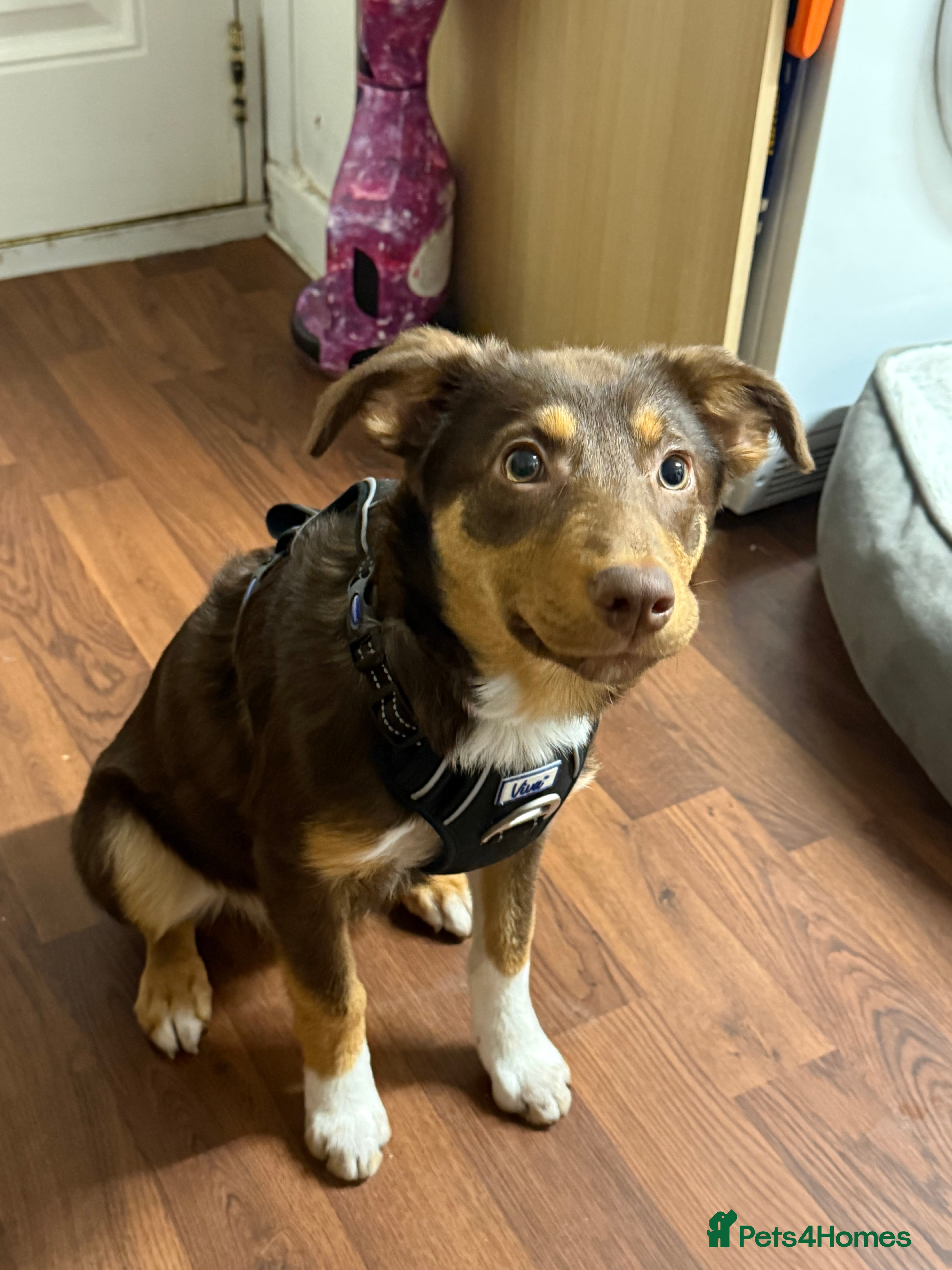 Border Collie dogs Beautiful Collie puppy for sale  - Advert 9