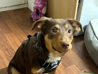 Border Collie dogs Beautiful Collie puppy for sale - Advert 9