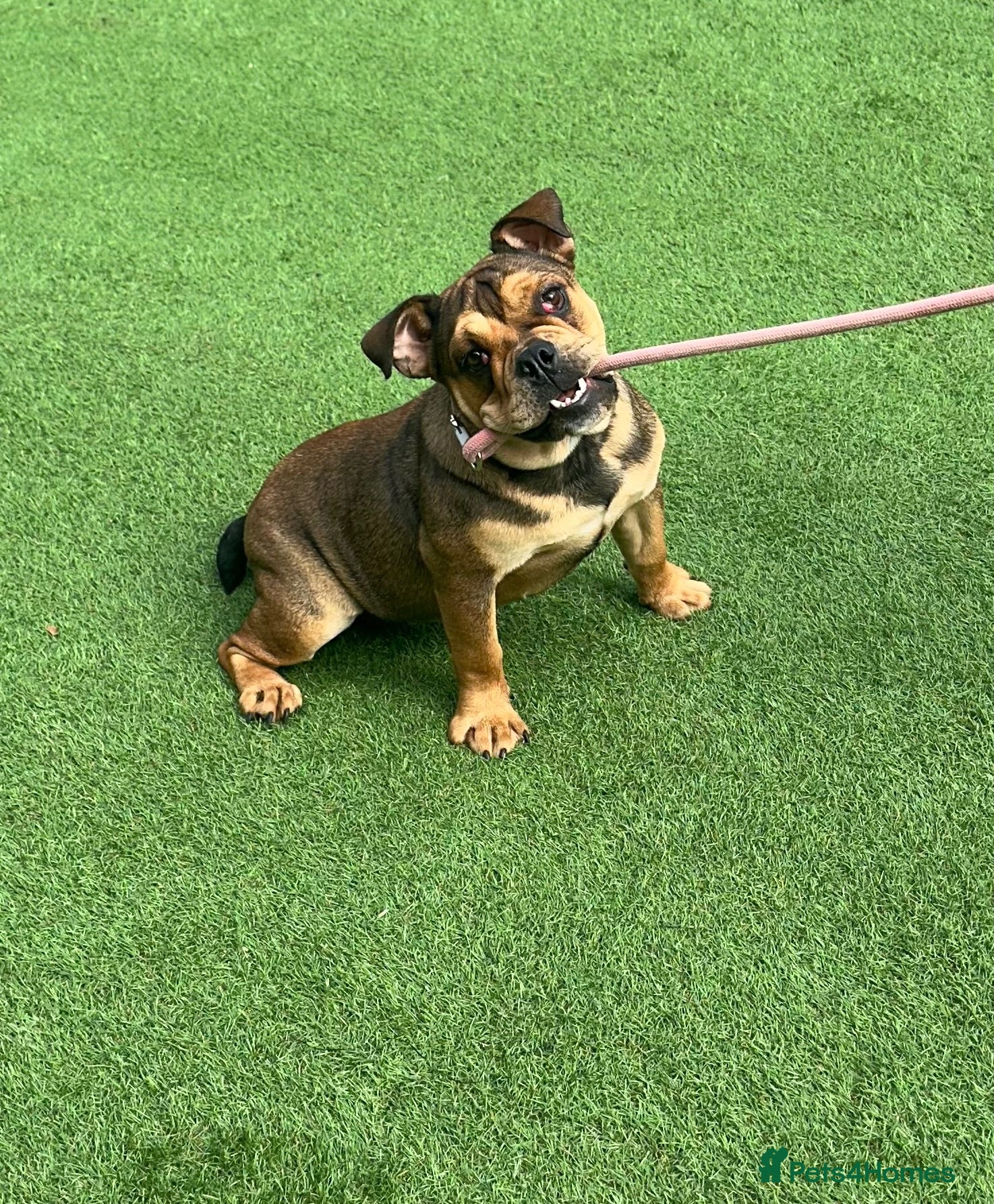 English Bulldog dogs 8 month old bulldog  - Advert 1