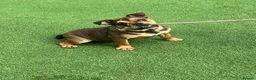 English Bulldog dogs for sale: 8 month old bulldog  - Advert 1