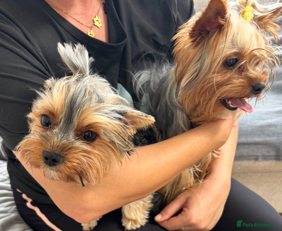 Yorkshire Terrier dogs for sale: ✨ Adorable Yorkshire Terrier Puppies  - Image 7